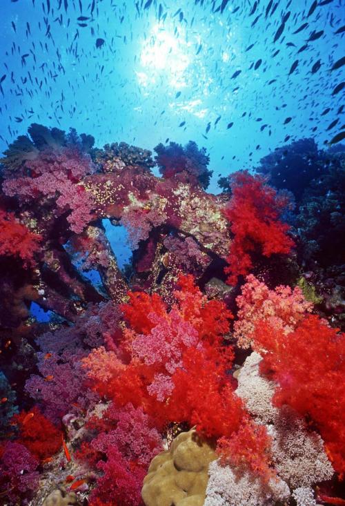 Radiant Soft Corals